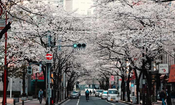 sakura-city